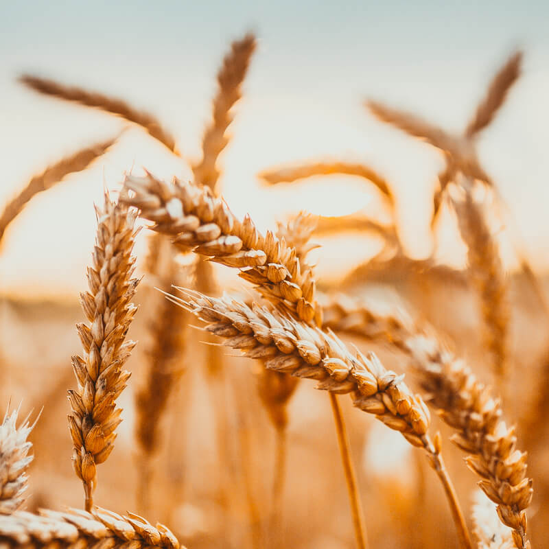 Eindbod cao Graanbe- en Verwerkende Bedrijven afgewezen