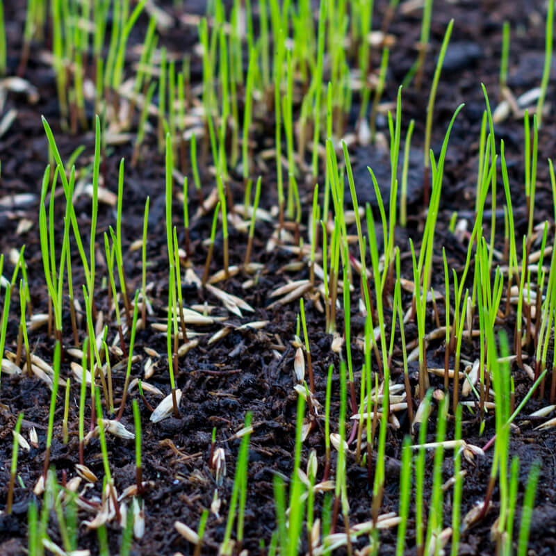 Update cao Tuinzaadbedrijven