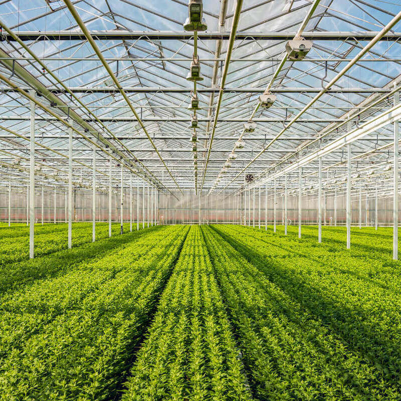 Onderhandelingsresultaat cao Glastuinbouw