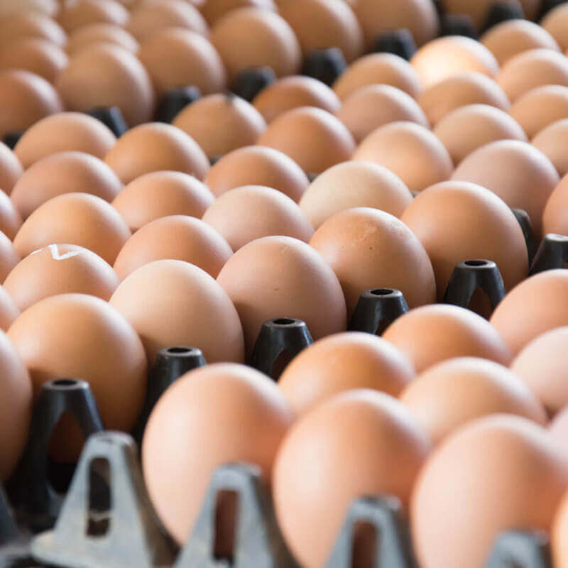 Onderhandelingsresultaat cao Groothandel in Eieren, Eiproducten en de Eiproductenindustrie