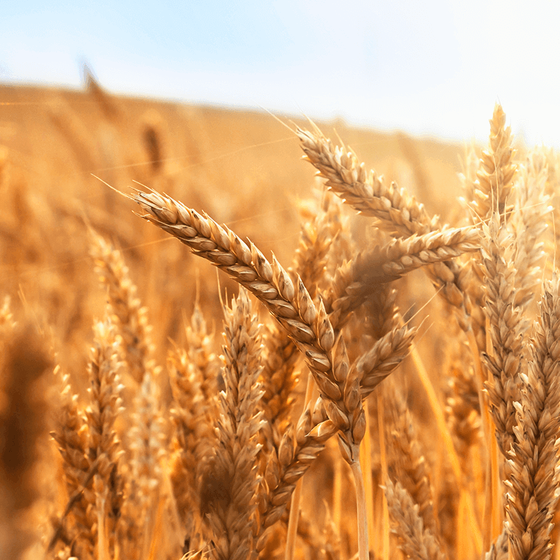 Eindresultaat cao Graanbe- en verwerkende bedrijven